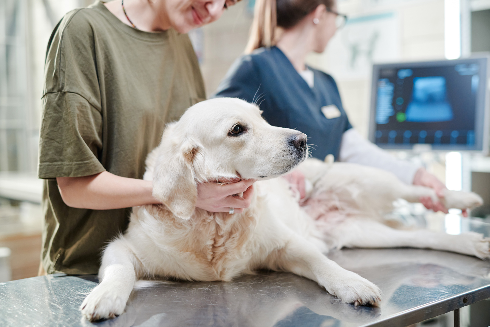 Sick Dog at the Vet Clinic