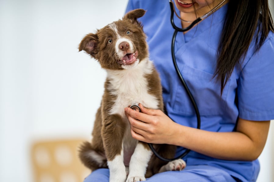 Adorable dog at the vet